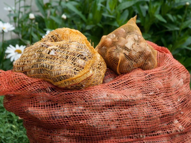 Caractéristiques de stockage des bulbes de jonquille