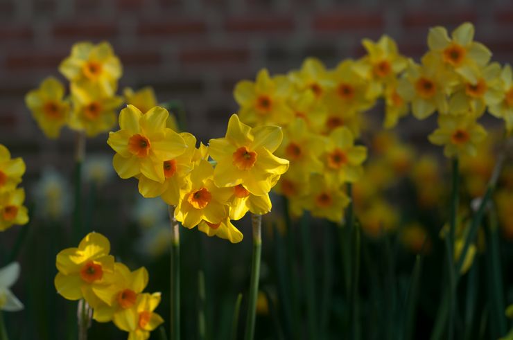 Jonquillia jonquilles