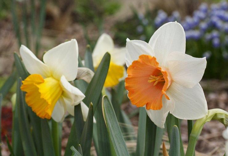 Jonquilles à grande couronne