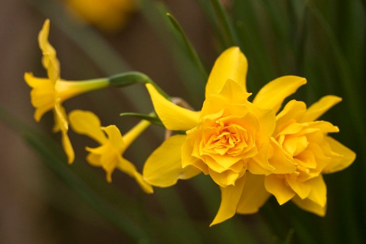 Espèces jonquilles