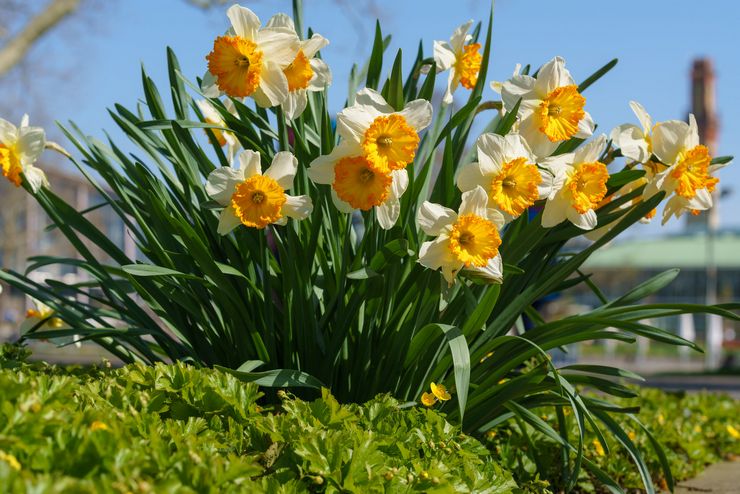 Caractéristiques d'un narcisse