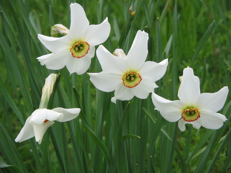 Jonquilles poétiques