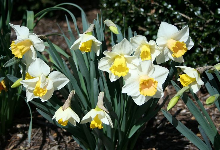 Se préparer à planter des jonquilles