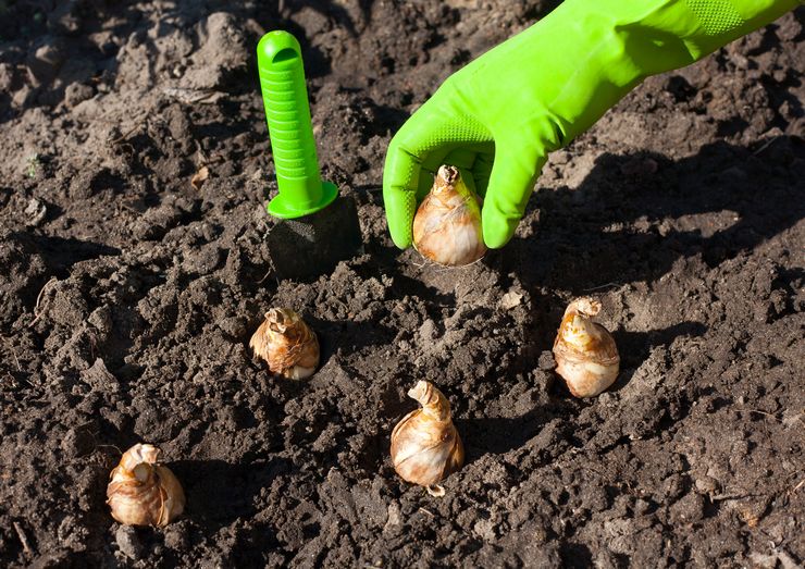 Planter des jonquilles à l'extérieur