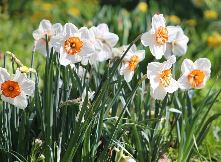 Jonquilles