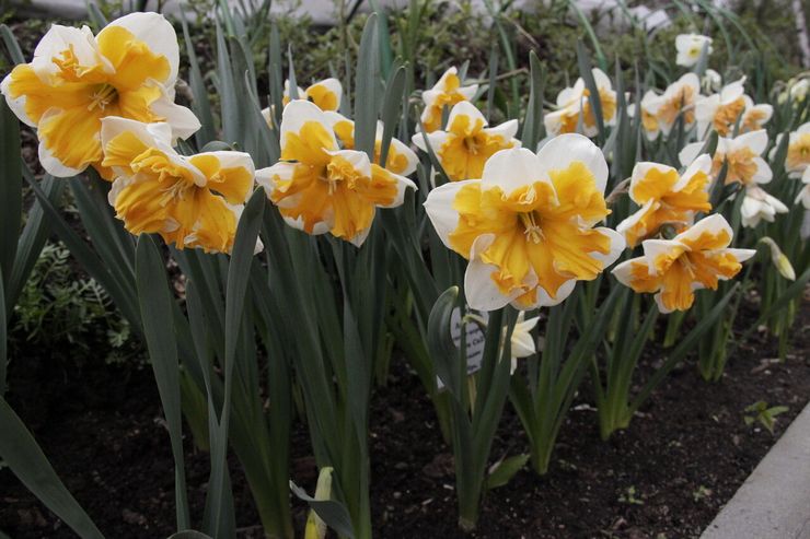 Jonquilles à couronne fendue