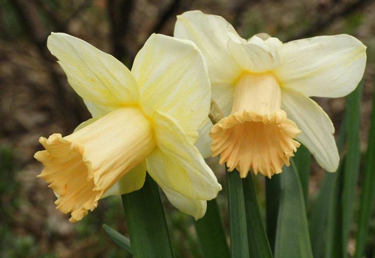 Jonquilles tubulaires