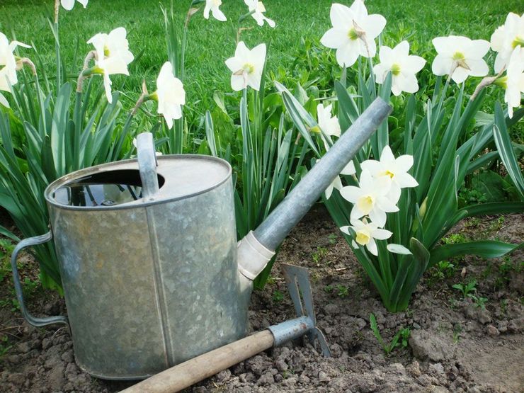 Prendre soin des jonquilles dans le jardin