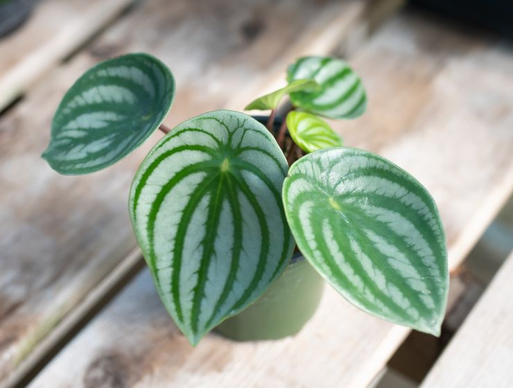 Peperomia argenté