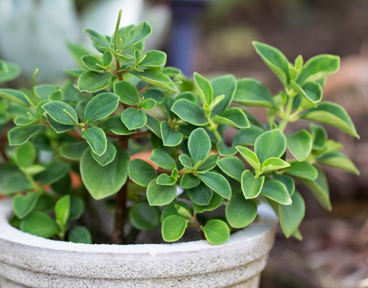 Peperomia est agréable