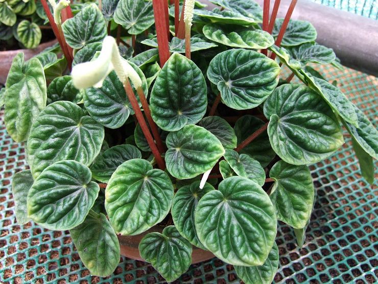 Peperomia ratatiné