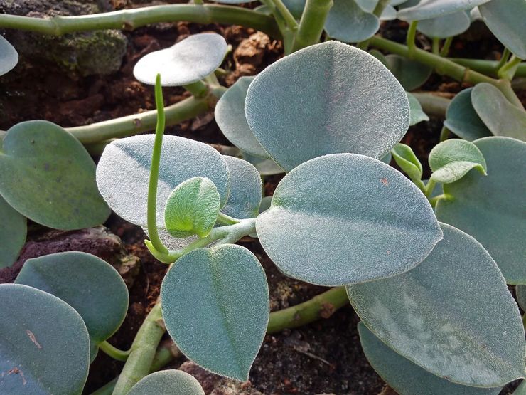 Gris Peperomia