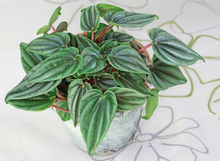 Marbre Peperomia