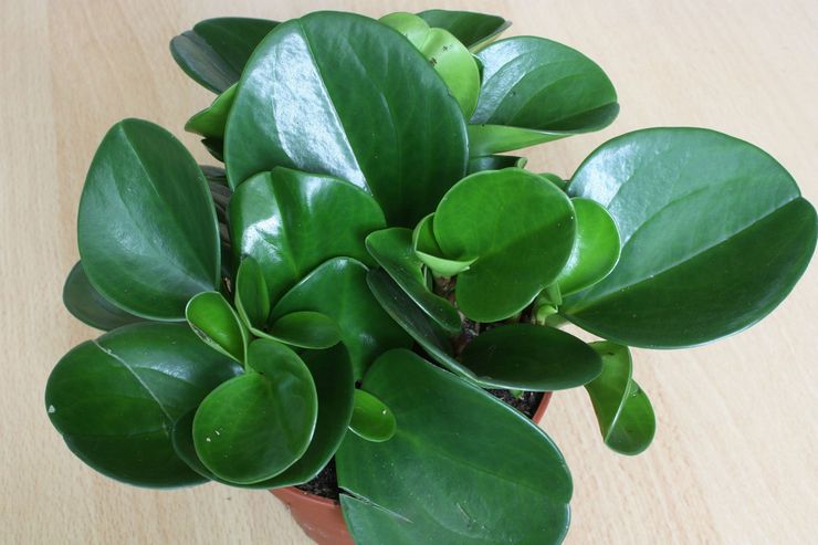 Peperomia à feuilles arrondies