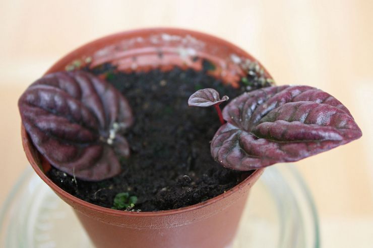 Méthodes de reproduction de la peperomia