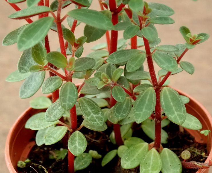 Peperomia est rougeâtre