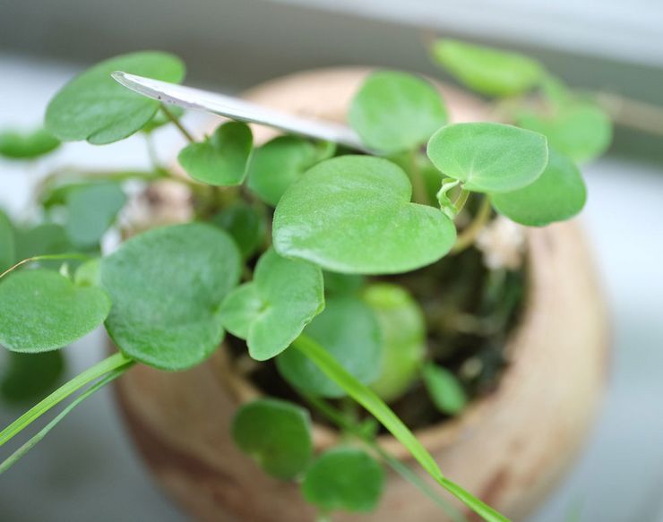 Peperomia rampant