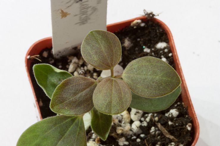 Peperomia velouté