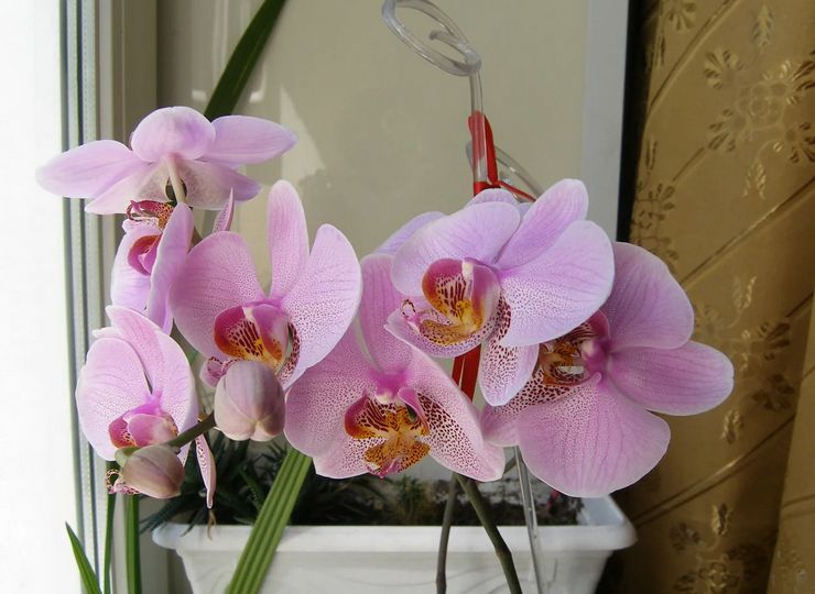 Période de floraison de Phalaenopsis