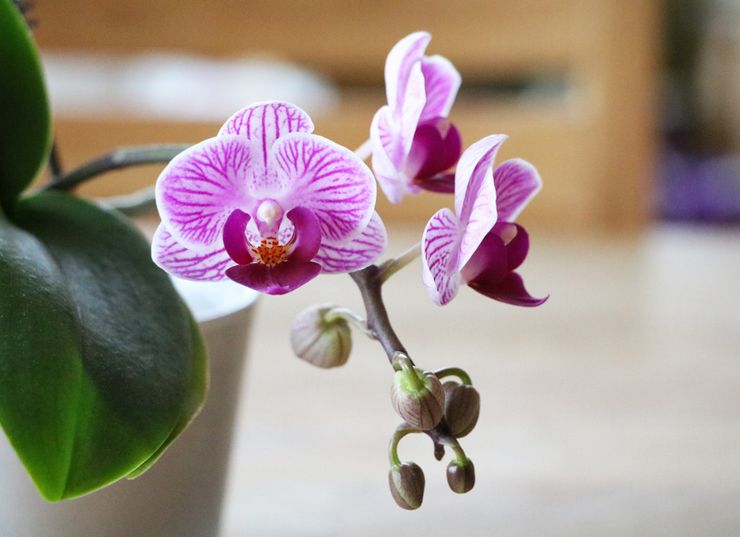 Orchidée Phalaenopsis