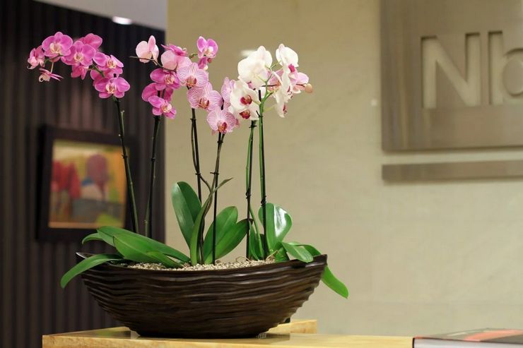 Orchidée Phalaenopsis