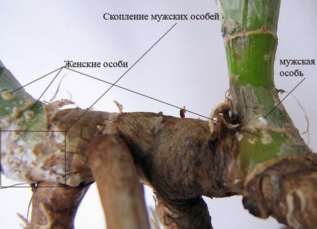 les cochenilles sont très difficiles à détecter à un stade précoce