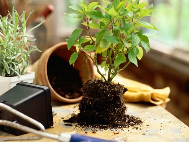 Terrain pour plantes d'intérieur