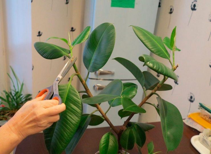 Taille Ficus elastica