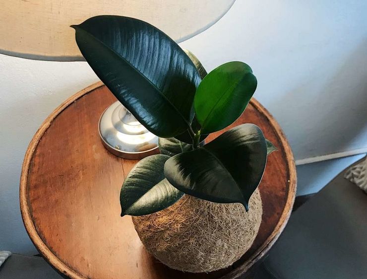 Les avantages et les inconvénients du ficus elastica