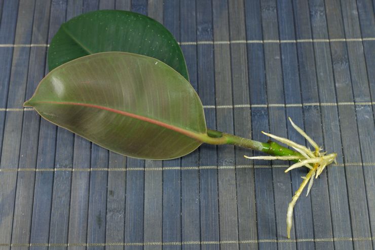 Méthodes de reproduction du ficus elastica