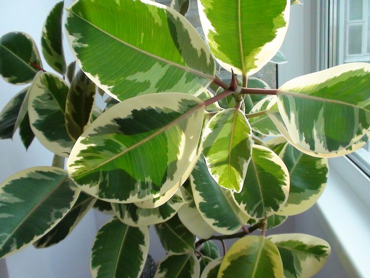 Caoutchouc Ficus