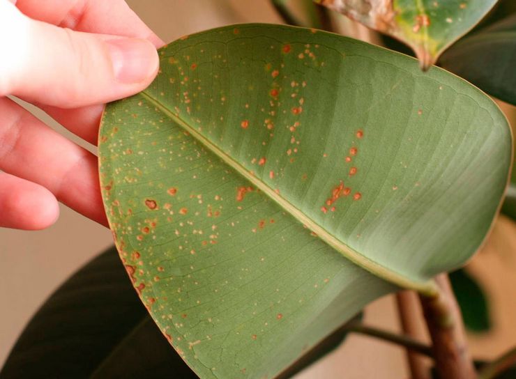 Maladies et difficultés possibles du ficus élastique