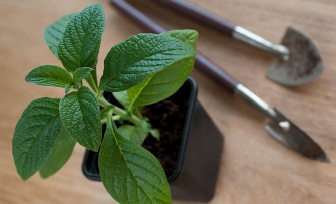 Planter un héliotrope en pleine terre