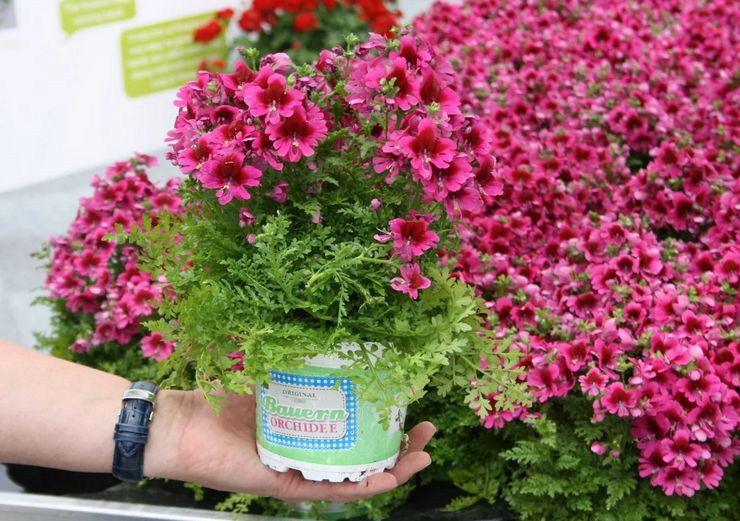 Plantation de schizanthus en pleine terre