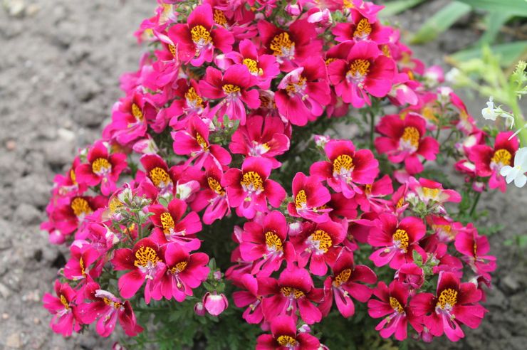 Soins Schizanthus dans le jardin