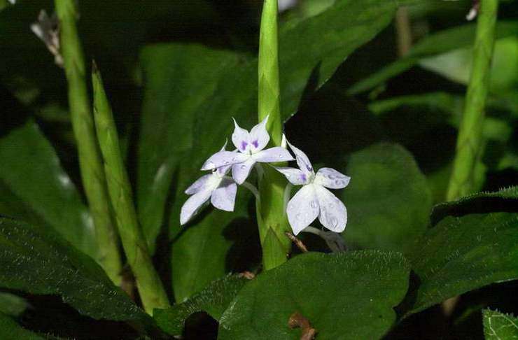 Guinée crossandra