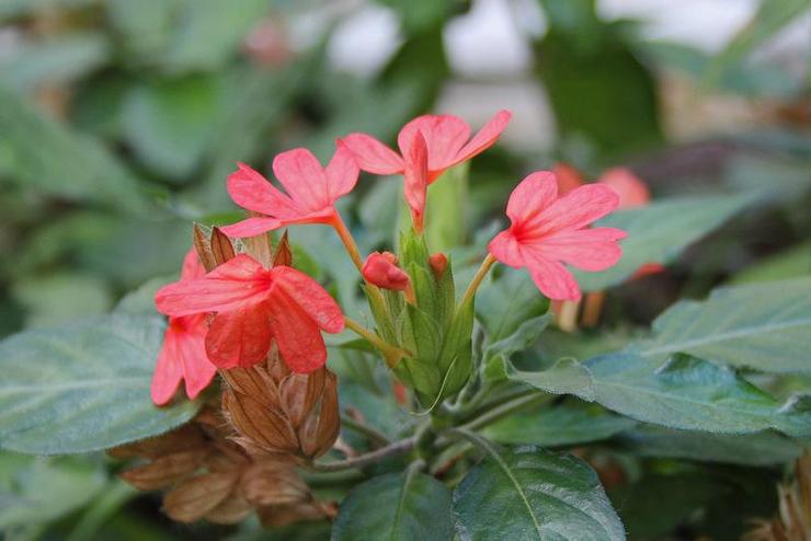 Crossandra rouge