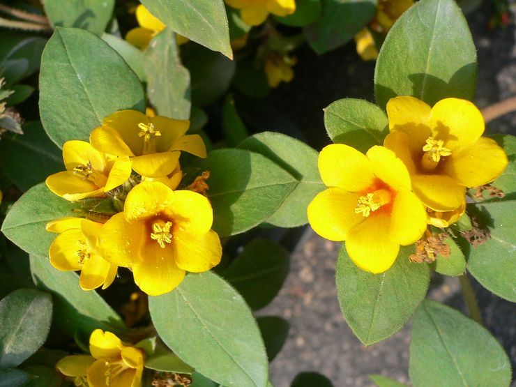 Salicaire à fleurs surpeuplées