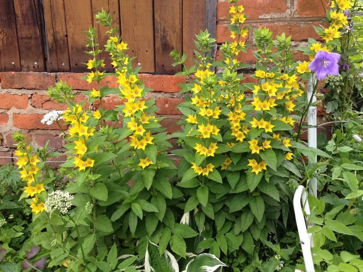 Soins des plantes médicinales perdues dans le jardin