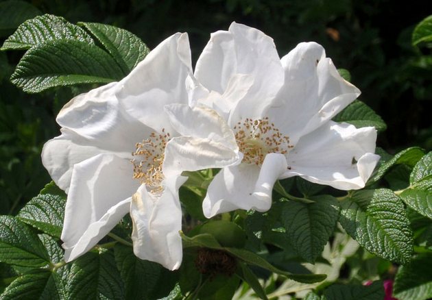 Ses couleurs sont variées - rose, rouge, violet foncé et même blanc