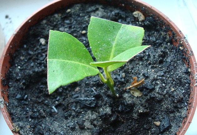 Ensuite, un jeune arbre de citron doit être progressivement appris à l'air dans la pièce.