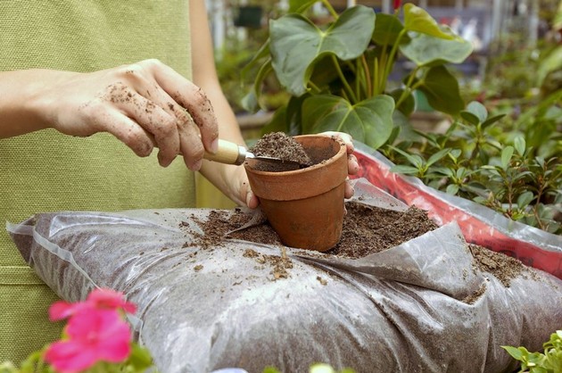 Nourrir les plantes d'intérieur