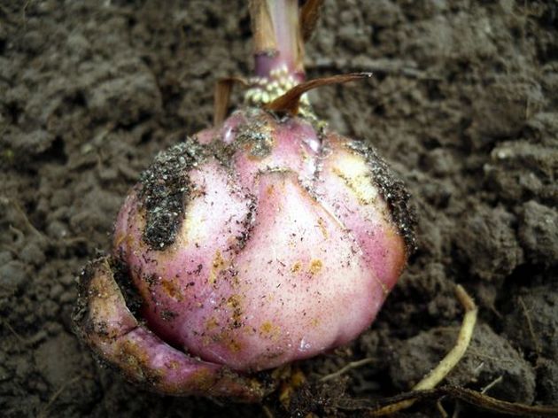 planter l'ampoule à une profondeur égale à trois de ses diamètres