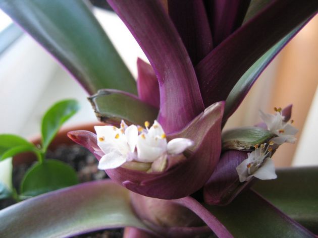 Les fleurs sont libérées par l'usine Reo pendant près d'un an