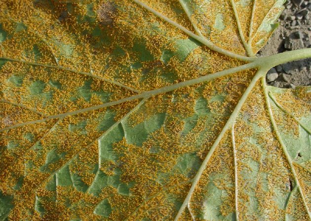 Rouille des plantes. Signes de maladie et traitements