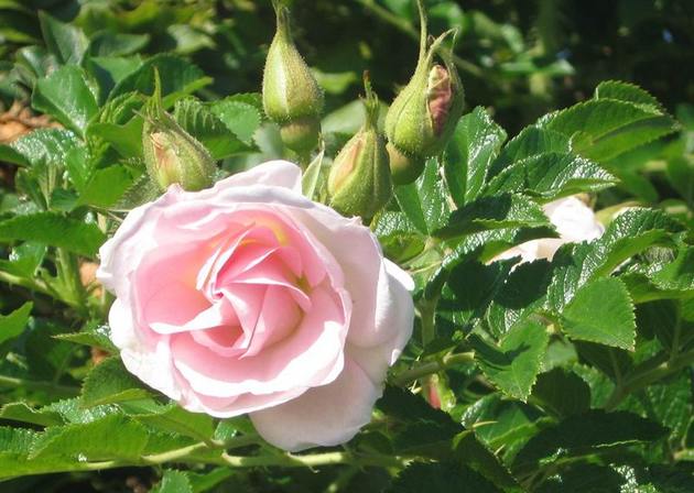 Planter une rose ridée et les soins nécessaires