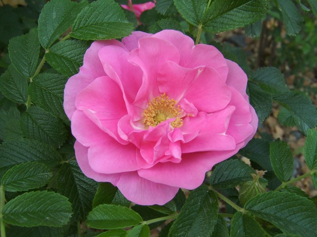 Rose ridée. Plantation et départ. Transplantation et reproduction. Rosa Rugosa