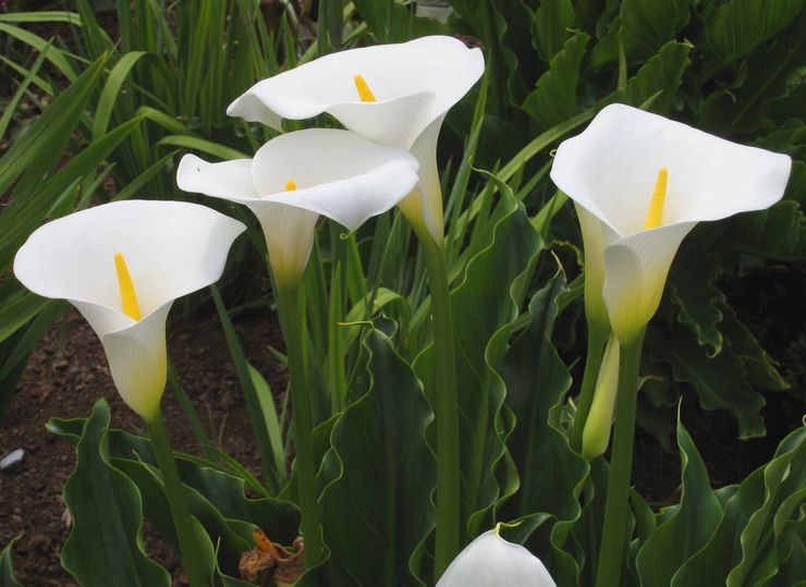 Calla éthiopien