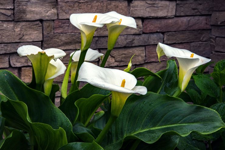 Conditions d'humidité pour les lis calla