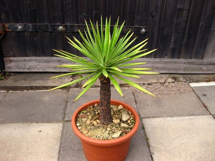 Feuilles de yucca d'aloès